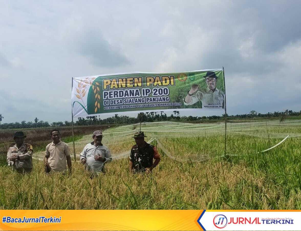 Ket Foto: Desa Sialang Panjang melaksanakan panen perdana padi dengan metode Intensifikasi Pertanian 200 (IP-200)
