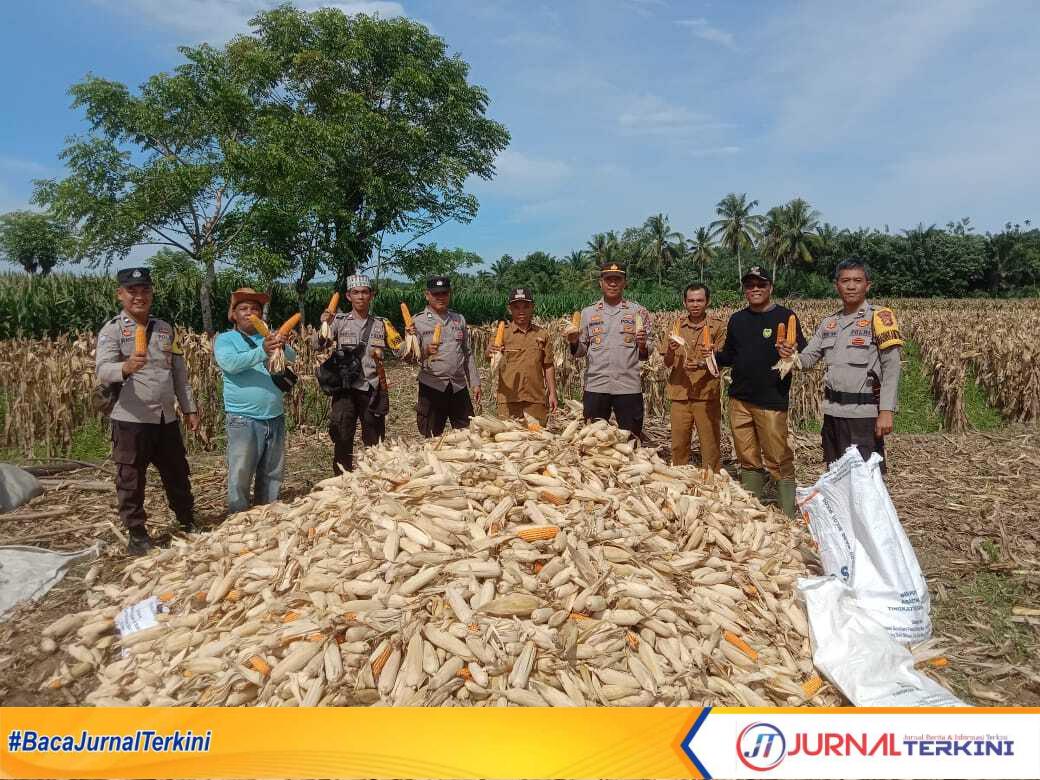 Dalam rangka mendukung Program Asta Cita Presiden RI Prabowo Subianto, Kapolres Bengkulu Selatan AKBP Florentus Situngkir, S.IK melalui Kapolsek Manna Iptu Buharman, SH ikut hadir panen raya jagung di Desa Lubuk Sirih Ulu Kecamatan Manna Kabupaten Bengkulu Selatan