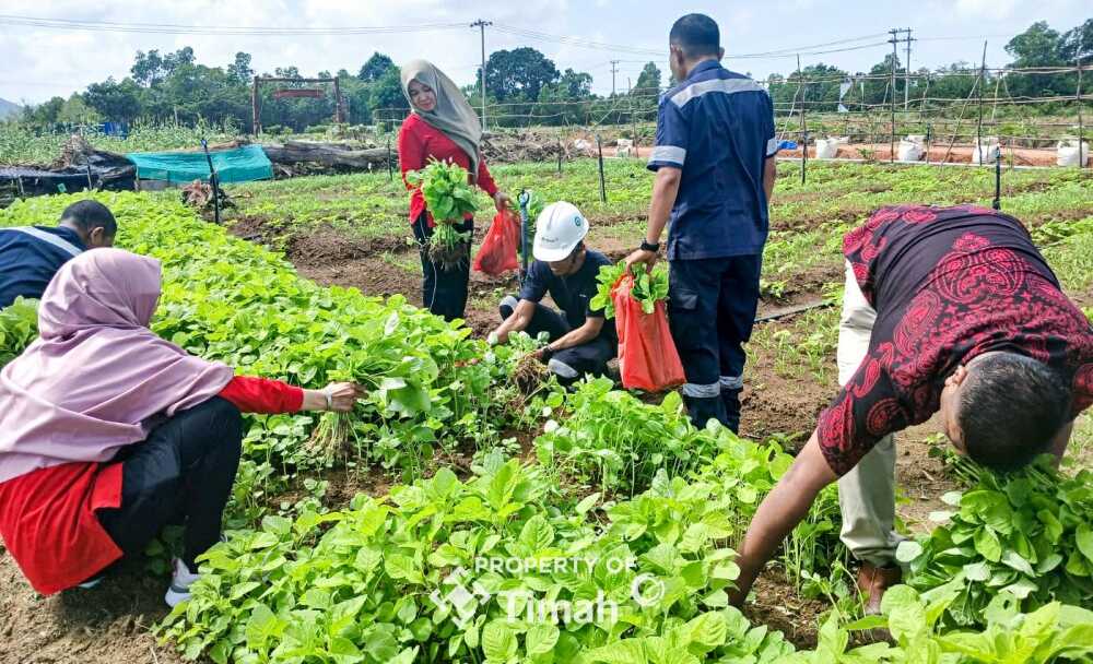 farm estate Tanjung ular Farm Estate Tanjung Ular yang terletak di Mentok, Kabupaten Bangka Barat merupakan kawasan agribisnis yang dirancang untuk dijadikan perkebunan modern yang ditanami berbagai jenis tanaman pangan. (Timah)