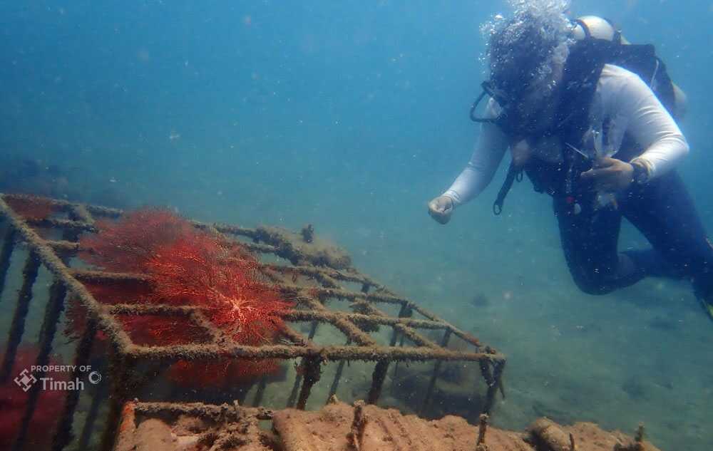 Dalam lima tahun terakhir medio 2020-2024, PT Timah telah menenggelamkan fish shelter sebanyak 700 unit, transplantasi karang sebanyak 295 unit, artificial reef sebanyak 7.680 unit, dan restocking cumi 40.435 ekor. (timah)