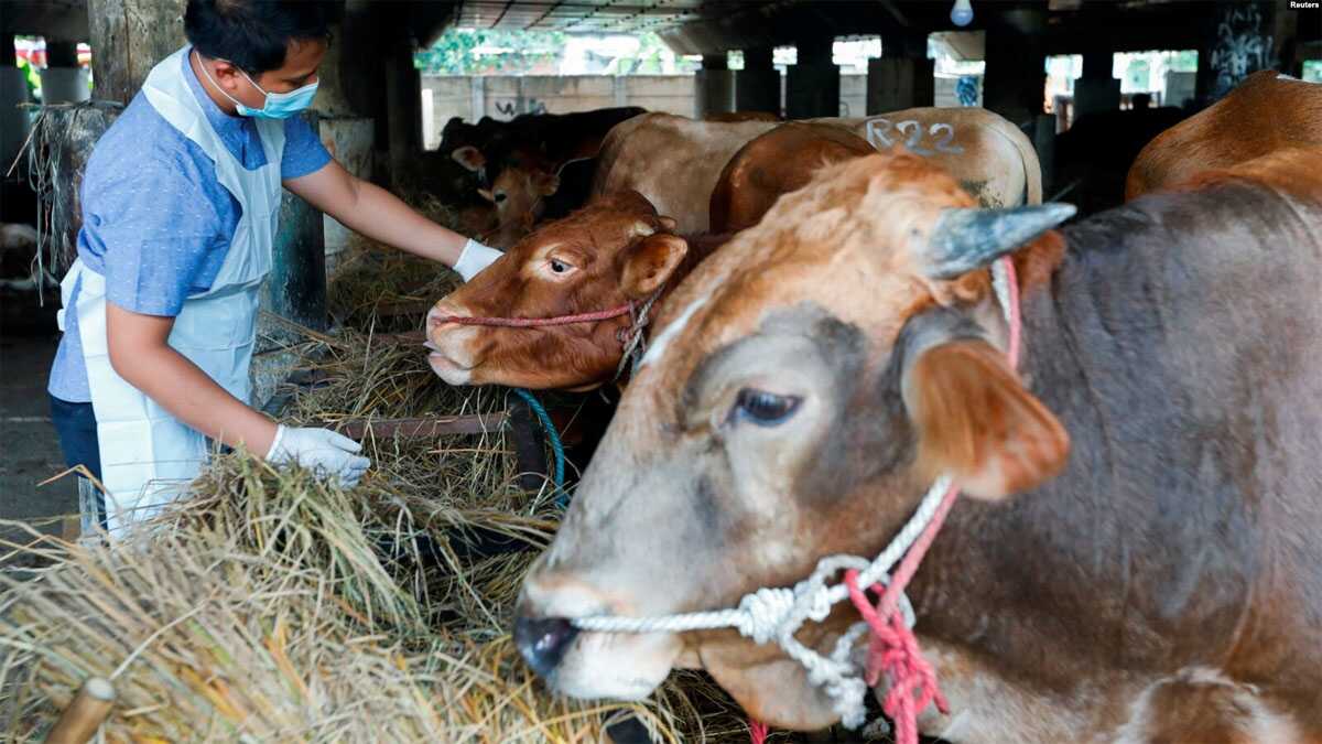 ternak sapi di tanjung priok Petugas Ketahanan Pangan Kelautan dan Pertanian memeriksa seekor sapi di sebuah toko ternak untuk mencegah penyebaran penyakit kaki dan mulut di Tanjung Priok, Jakarta Utara, 24 Juni 2022. (Ajeng Dinar Ulfiana/REUTERS)