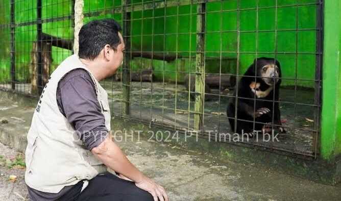 Tambang timah ilegal tidak hanya merusak lingkungan, tapi juga mengancam keberlangsungan hidup satwa endemik dan memicu terjadinya konflik antara manusia dan satwa liar. (Timah)