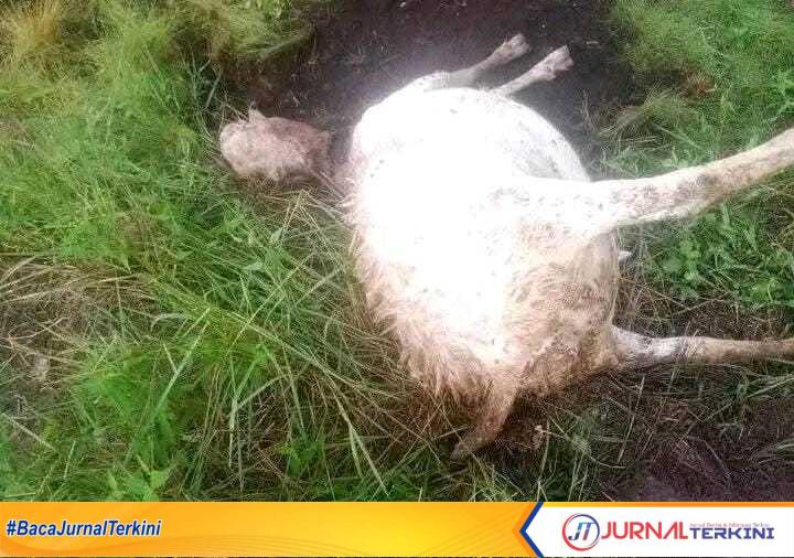 Gambar kambing mati akibat diterkam harimau Sumatera (foto Milik Yulianti Ambar El Sari warga Desa Griya Mukti Jaya)