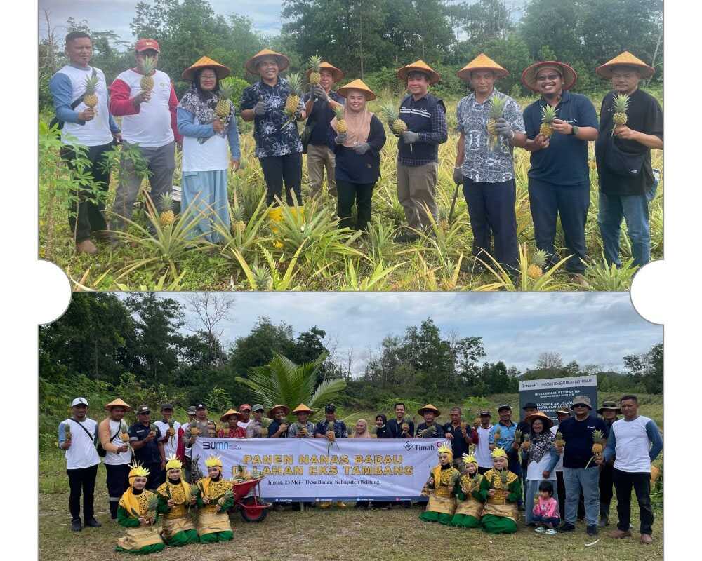 Berkolaborasi dengan Kelompok Tani Air Jelutung di Desa Badau, Kecamatan Badau, Kabupaten Belitung, PT Timah mengembangkan perkebunan nanas di lahan eks tambang. (timah)