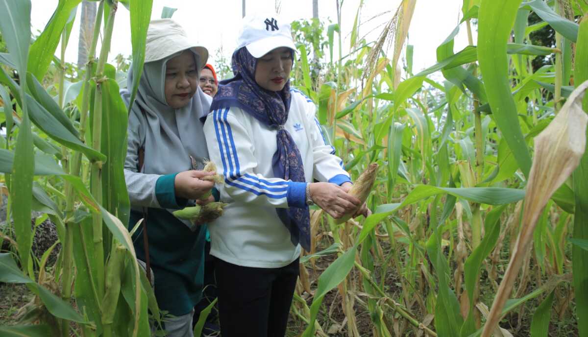 panen raya pkk Asahan Ketua TP. PKK Kabupaten Asahan, Ny. Yusnila Indriati Taufik melakukan panen raya di 2 lokasi Taman Hatinya PKK. Rabu (30/04/2025). (Diskominfo Asahan)