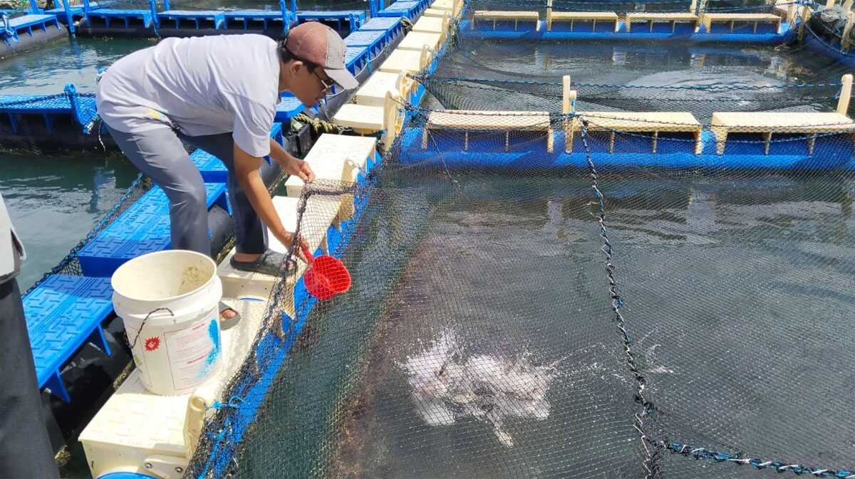 Karamba ikan milik Pokdakan Tuah Bersatu, binaan PT Timah (timah)
