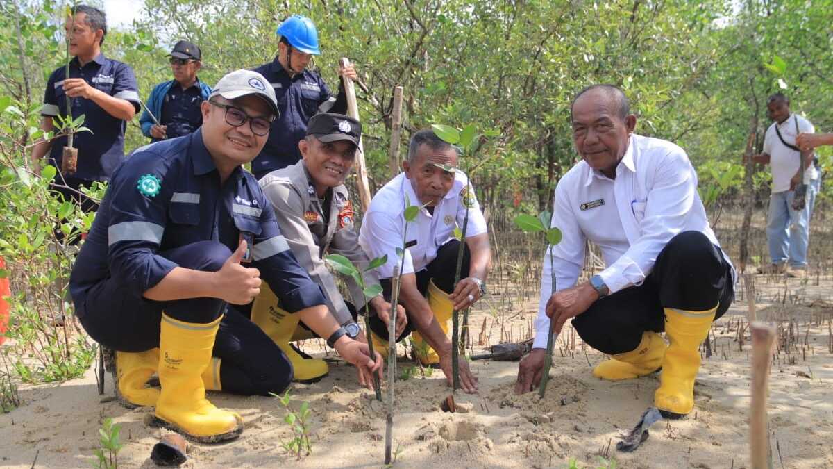 PT Timah menanam 2.500 bibit mangrove di kawasan Pantai Pelambung, Desa Pongkar, Kecamatan Tebing, Kabupaten Karimun, Rabu (21/5/2025). (Timah)