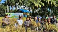Pemkab Solok hadirkan inovasi di sektor pertanian dengan menggulirkan program Basawah Pokok Murah. (Foto DiskominfokabSolok).