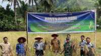 Lapas Kelas III Suliki Gelar Panen Raya Padi di Area Sarana Asimilasi dan Edukasi pada Selasa (16/06/2025). (dokumentasi pribadi)