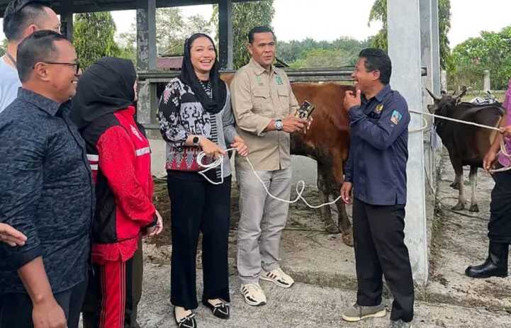ibadah kurban di dharmasraya Pemerintah Kabupaten Dharmasraya bersama Lembaga Koordinasi Kesejahteraan Sosial (LKKS) menghimpun hewan kurban untuk disembelih di Hari Raya Idul Adha 1446 H. (humas pemkab dharmasraya)