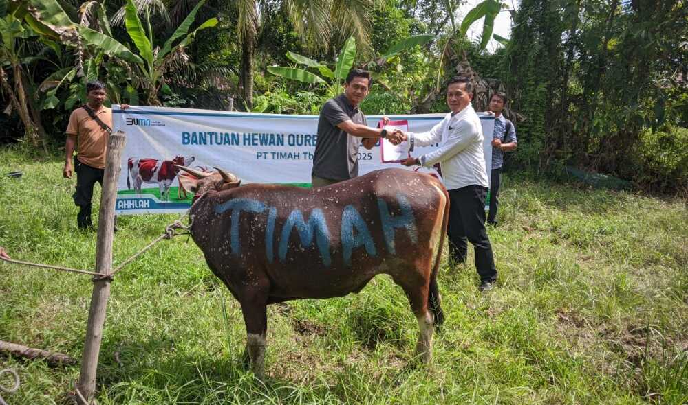 pt timah kurban di meranti PT Timah menyerahkan sebanyak 11 ekor hewan kurban untuk masyarakat di wilayah Kabupaten Kepulauan Meranti, Provinsi Riau sejak Senin (3/6/2025). (Timah)