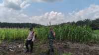 IMG-20250730-WA0041 Ket Foto: Babinsa Koramil 10/Pelangiran (Plg) bersama anggota Polsek Pelangiran melaksanakan kegiatan patroli karhutla, Rabu (30/7/2025)