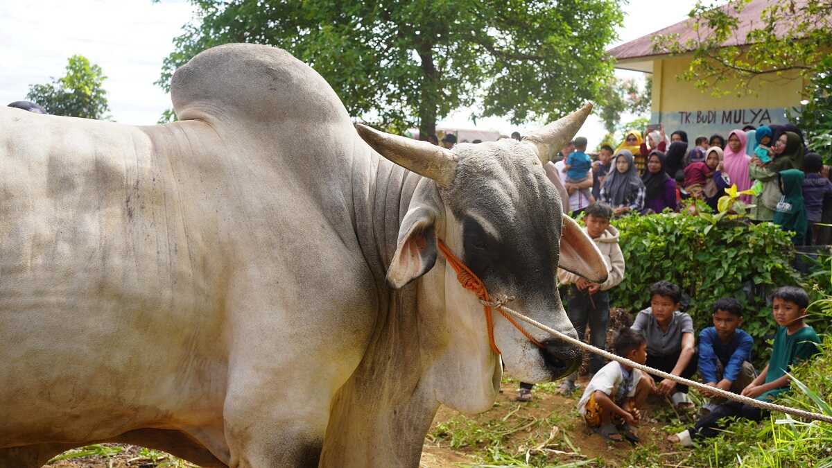 hewan kurban presiden di solok Sapi, Hewan Kurban dari Presiden RI di Nagari Koto Laweh, Kab Solok. (Foto DiskominfokabSolok).