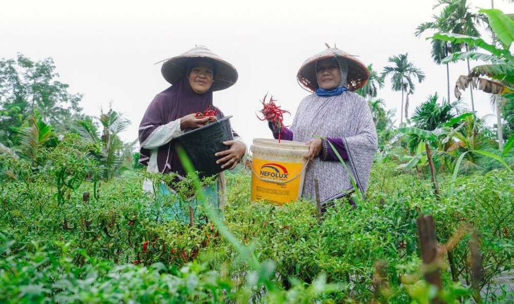PT Timah mengembangkan pertanian nanas di Desa Badau bersama kelompok Tani Aik Jelutung, Kabupaten Belitung, Provinsi Bangka Belitung (timah)