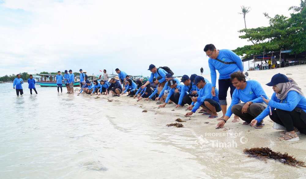 PT Timah bersama PT Bukit Asam, Komunitas Konservasi Karang Desa Wisata Keciput, dan Gerude Diving Club, serta perusahaan yang tergabung dalam Asosiasi Auditor Internal Sumatera Bagian Selatan (AAI Sumbagsel) melepasliar 50 tukik sisik di Pantai Pulau Kelayang, Kabupaten Belitung, Provinsi Bangka Belitung, Senin (17/6/2025). (timah)