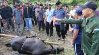 Gubernur Sumbar, Mahyeldi menyerahkan sapi kurban di Kab Solok. (Foto Adpim Sumbar).