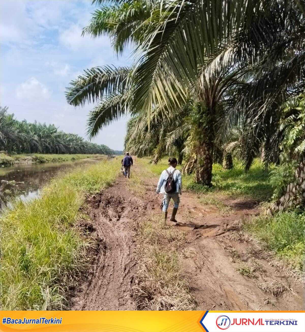 Ket Foto: Area Perkebunan kelapa sawit seluas 265 hektar di Desa Benteng Barat, Kecamatan Sungai Batang