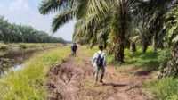IMG-20250906-WA0031 Ket Foto: Area Perkebunan kelapa sawit seluas 265 hektar di Desa Benteng Barat, Kecamatan Sungai Batang