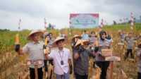 IMG-20250927-WA0066 Bupati Solok, Jon F Pandu pada kegiatan Panen raya jagung serentak. (Foto DiskominfokabSolok).