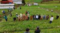 IMG-20250929-WA0163 Bupati Solok saat menghadiri panen raya bawang merah di Rimbo Tinggi Alahan Panjang, Kab Solok. (Foto DiskominfokabSolok).