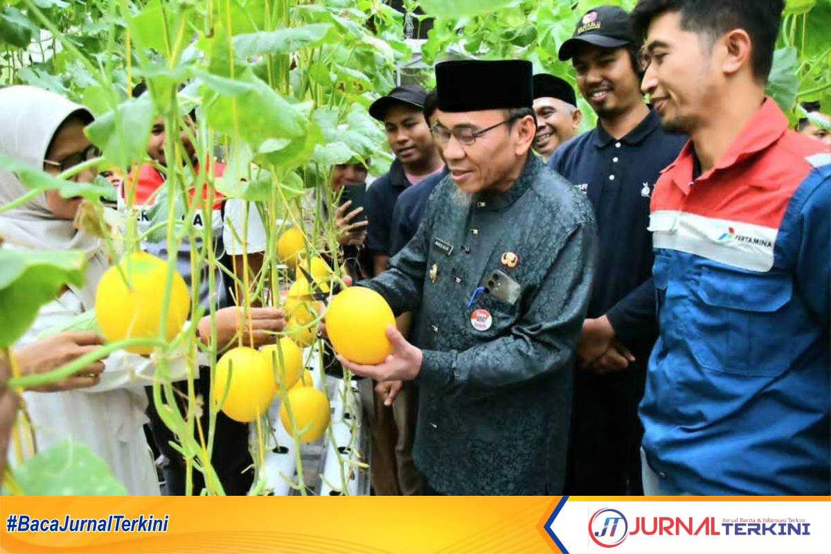 Pi7_Tool_FB_IMG_1759568577668 Wakil Wali Kota Padang, Maigus Nasir, memanen melon Golden Premium hidroponik bersama Kelompok Tani Muda di Teluk Kabung Tengah. (Dok ist).