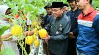 Wakil Wali Kota Padang, Maigus Nasir, memanen melon Golden Premium hidroponik bersama Kelompok Tani Muda di Teluk Kabung Tengah. (Dok ist).