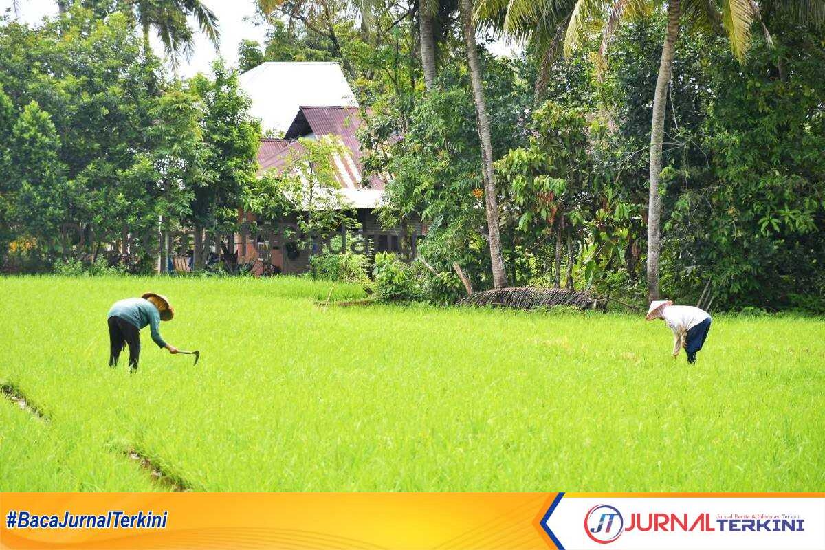 Sawah di Kota Padang, (Foto: Dion/jurnalterkini.id).
