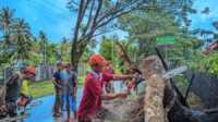 Petugas terkait saat membersihkan pohon tumbang yang menutupi jalan. (Foto Kominfo Padang).