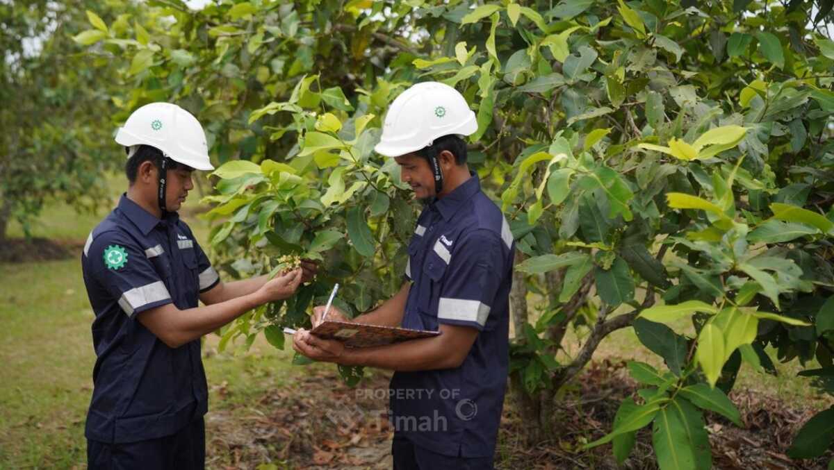 Sepanjang satu dekade terakhir, mulai dari 2015 hingga 2025, emiten berkode TINS ini tercatat telah menanam sebanyak 1.465.728 pohon di berbagai wilayah operasional Provinsi Kepulauan Bangka Belitung. (Timah)