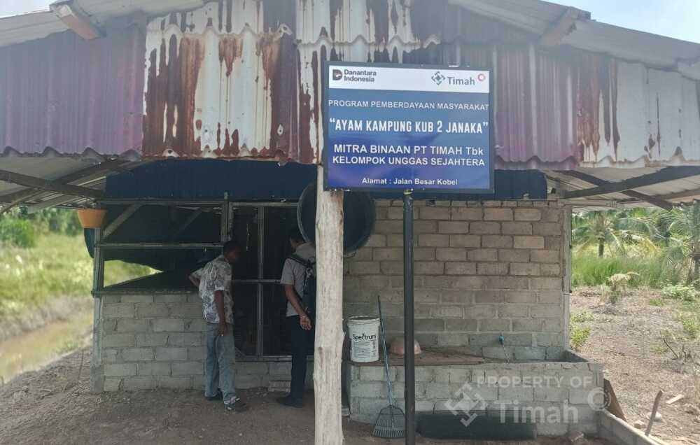 Pt timah dorong peternakan ayam kampung di Desa Sawang Laut Kobel, Kecamatan Kundur Barat, Kabupaten Karimun.