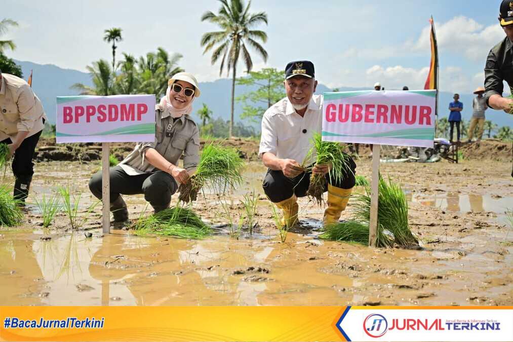 Gubernur Sumbar, Mahyeldi Ansharullah saat menanam padi dalam kegiatan tanam serempak di Sumbar. (Adpim Sumbar).
