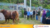 FB_IMG_1780016402499 Maigus Nasir Saksikan Penyembelihan Sapi Kurban Bantuan Presiden. (Foto Prokopim Padang).