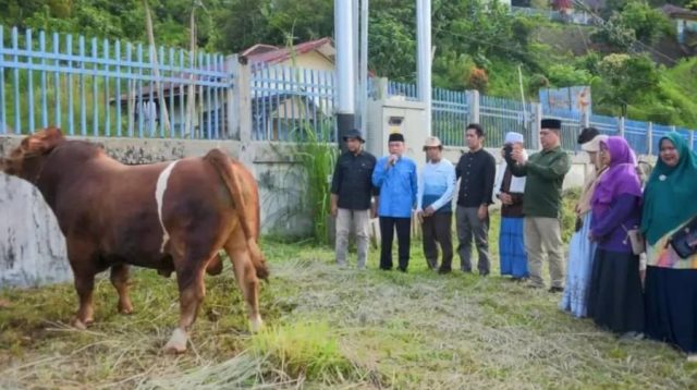 Maigus Nasir Saksikan Penyembelihan Sapi Kurban Bantuan Presiden. (Foto Prokopim Padang).