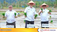 Gubernur Sumbar, Mahyeldi Ansharullah saat kegiatan menanam padi serentak di Lubuk Alung. (Foto Adpim Sumbar).