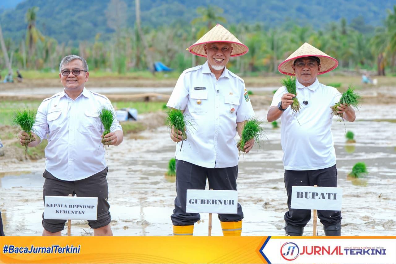 Gubernur Sumbar, Mahyeldi Ansharullah saat kegiatan menanam padi serentak di Lubuk Alung. (Foto Adpim Sumbar).