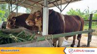 Sapi Pemberian Prabowo