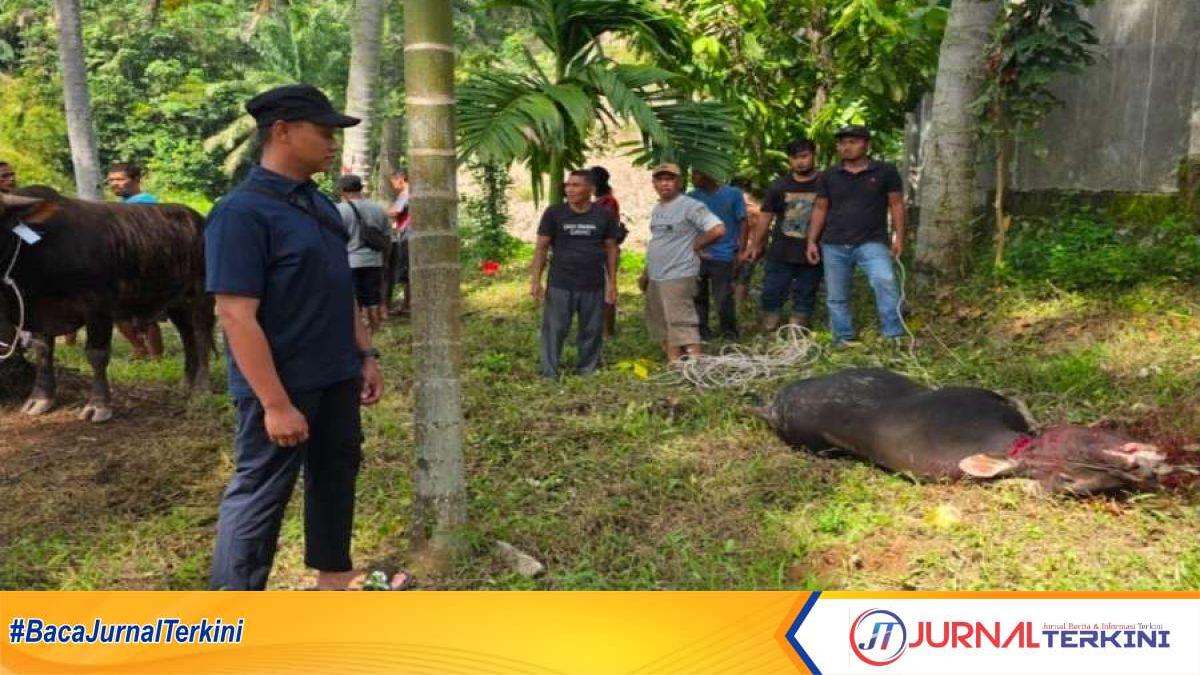 Kegiatan penyembelihan hewan kurban di Desa Sijantang, Sawahlunto. (Dok. UBP Ombilin).