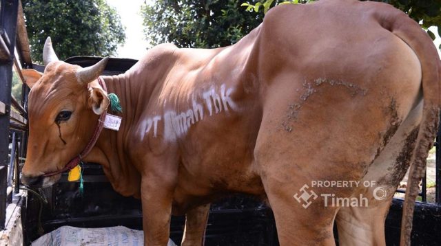 hewan kurban idul adha pt timah