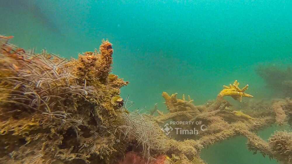 terumbu karang pt timah PT Timah memperkuat komitmen menjaga ekosistem lingkungan melalui reklamasi laut. (timah)