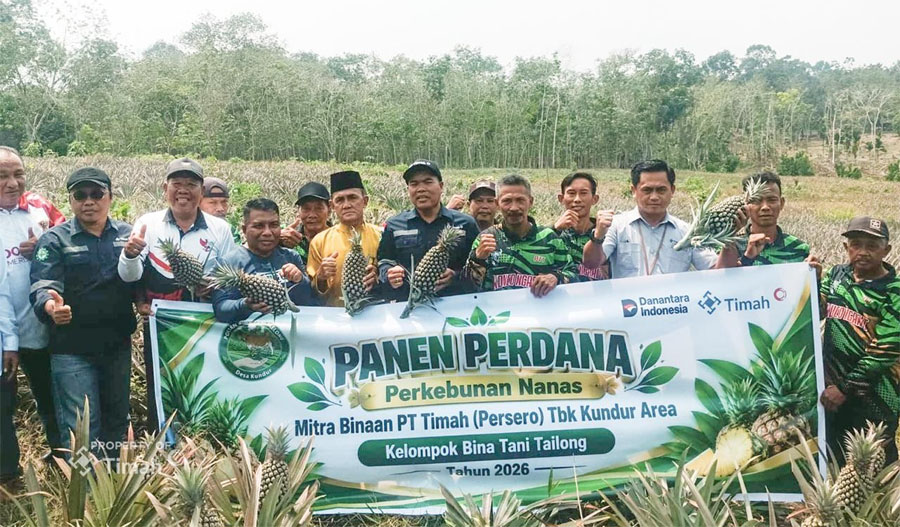 Kelompok Tani Bina Tani Tailong binaan PT Timah di Desa Kundur, Kecamatan Kundur Barat, Kabupaten Karimun, Kepulauan Riau, mencatatkan keberhasilan panen perdana nanas sebanyak 5.000 batang pada Senin (21/9/2026). (Timah)