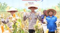 Polda Kepulauan Riau (Kepri) terus memperkuat komitmennya dalam mendukung ketahanan pangan nasional melalui kegiatan Panen Raya Jagung Pipil Kuartal III Tahun 2026 yang dipimpin langsung oleh Kapolda Kepri, Irjen Pol Suhendri, di Kelurahan Sijantung, Kecamatan Galang, Kota Batam, Rabu (21/10/2026). (foto: humaspoldakepri)