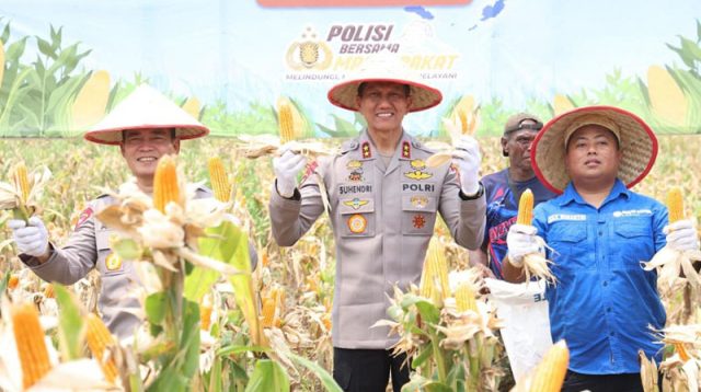 Polda Kepulauan Riau (Kepri) terus memperkuat komitmennya dalam mendukung ketahanan pangan nasional melalui kegiatan Panen Raya Jagung Pipil Kuartal III Tahun 2026 yang dipimpin langsung oleh Kapolda Kepri, Irjen Pol Suhendri, di Kelurahan Sijantung, Kecamatan Galang, Kota Batam, Rabu (21/10/2026). (foto: humaspoldakepri)