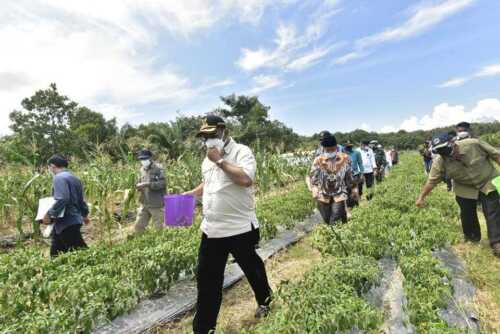 Panen Jagung Pertanian Keluarga di Kundur
